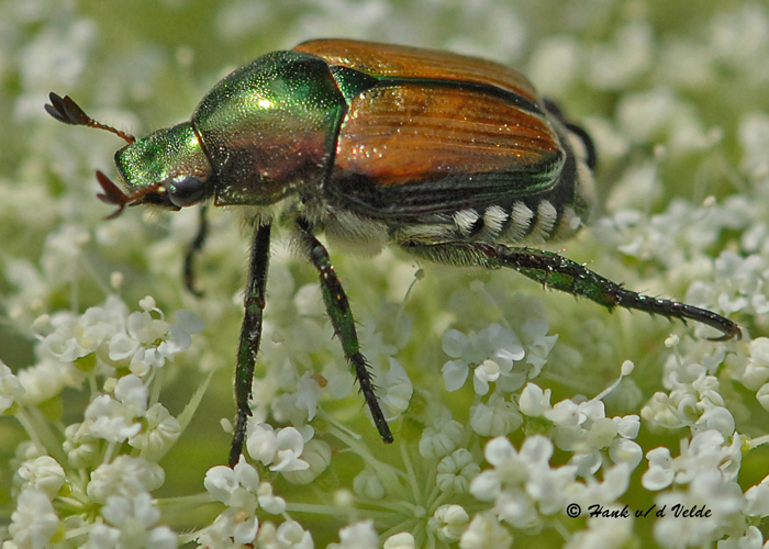 20090802 194 Japanese Beetle - SERIES.jpg