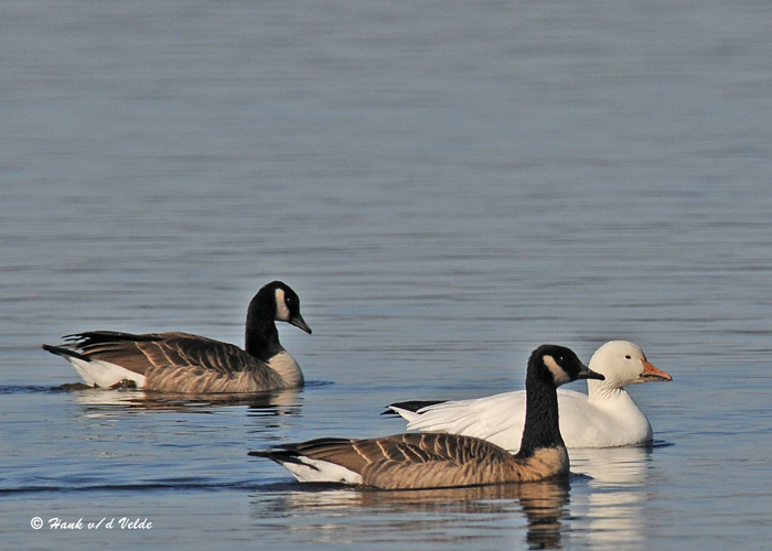 20091117 097 Snow Goose - SERIES.jpg