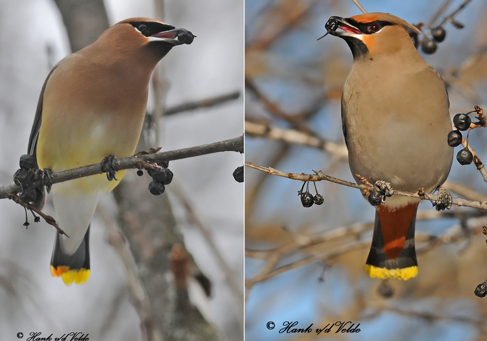 20100212 302, 488 Cedar & Bohemian Waxwings SERIES.jpg