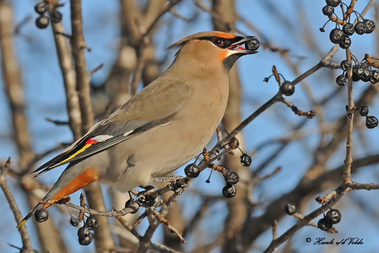 20100212 377 Bohemian Waxwing.jpg