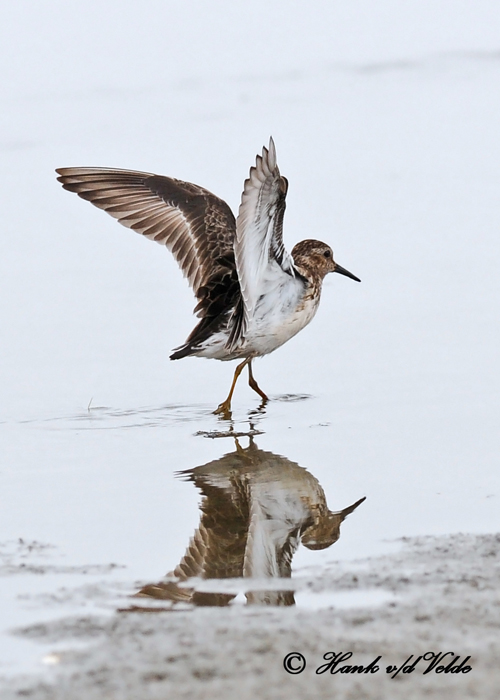 20100709 139 Least Sandpiper SERIES.jpg