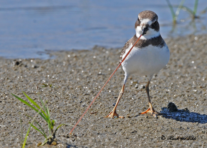 20100910 244 Semipalmated Plover SERIES.jpg