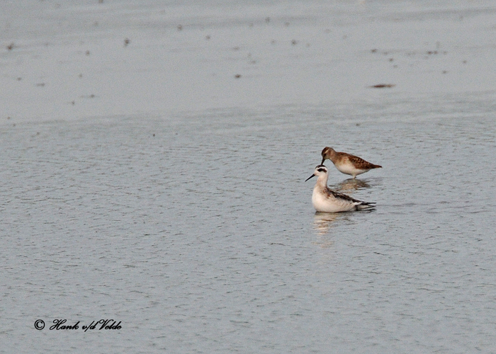 20100814 301 Red-necked Phalarope & Least Sandpiper xxx.jpg