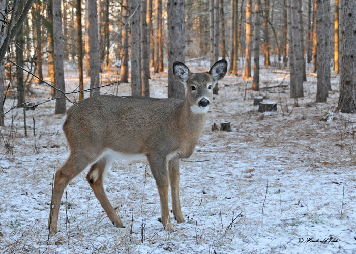 20101126 325 White-tailed Deer (Fawn).jpg