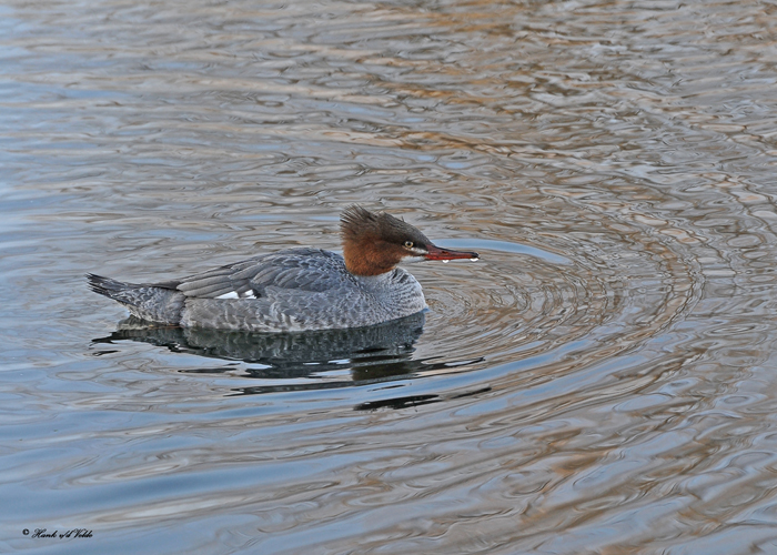 20101220 215 Common Merganser HP.jpg