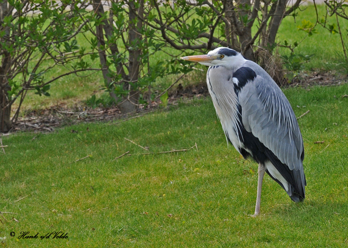 20100520 436 Grey  Heron - Blauwe Reiger SERIES.jpg