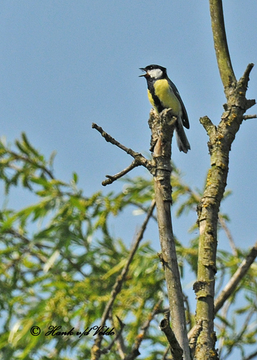 20100525 331 The Great Tit (Parus Major) - Koolmees.jpg