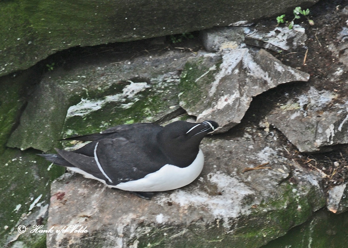 20110630 - 2 206 SERIES - Razorbill.jpg