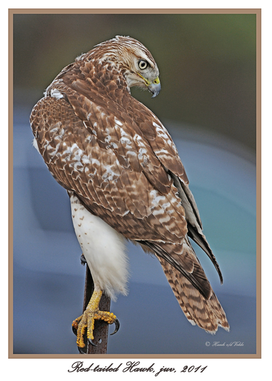 20111222 1656 Red-tailed Hawk,juv.jpg