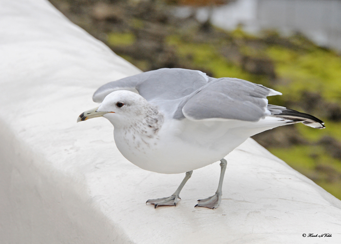 20120322 Mexico 469 California Gull.jpg