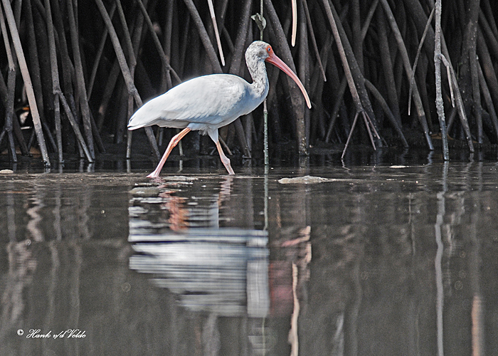 20120322 Mexico 1549 SERIES - White Ibis.jpg