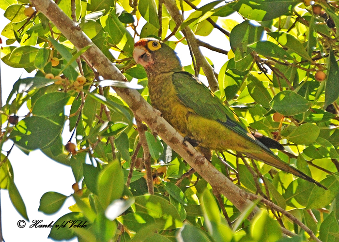 20120322 Mexico 1390 Orange-fronted Parakeet.jpg