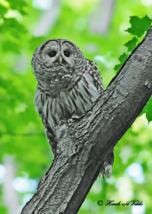 20120620 594 Barred Owl.jpg