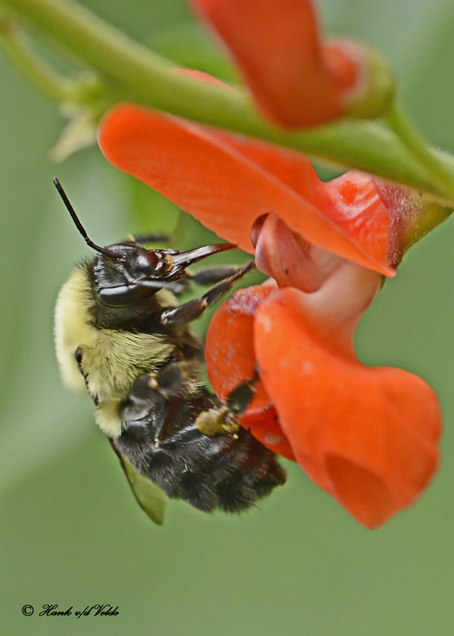 20120823 322 Bumble Bee.jpg