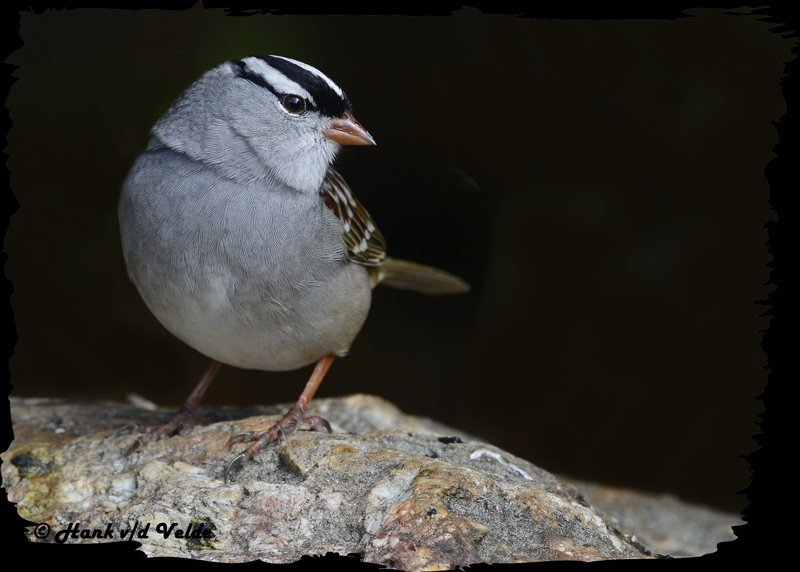 20121009 249 White-crowned Sparrow 1r3.jpg
