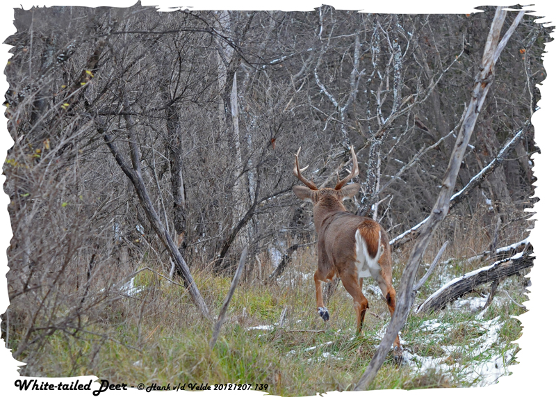 20121207 139 White-tailed Deer.jpg