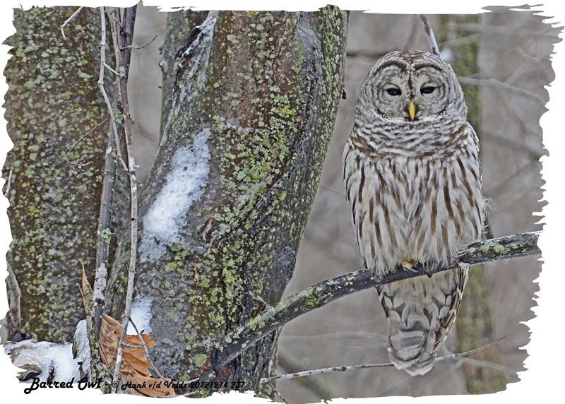 20121214 237 Barred Owl HP.jpg
