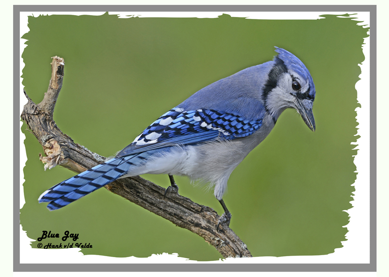 20121010 116 Blue Jay 2013 1r1.jpg