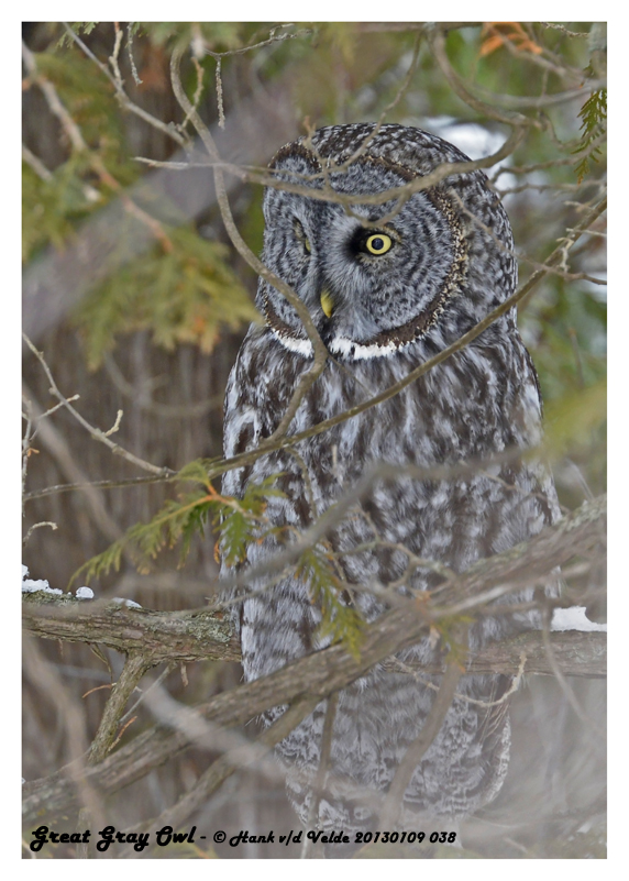 20130109 038 Great Gray Owl.jpg