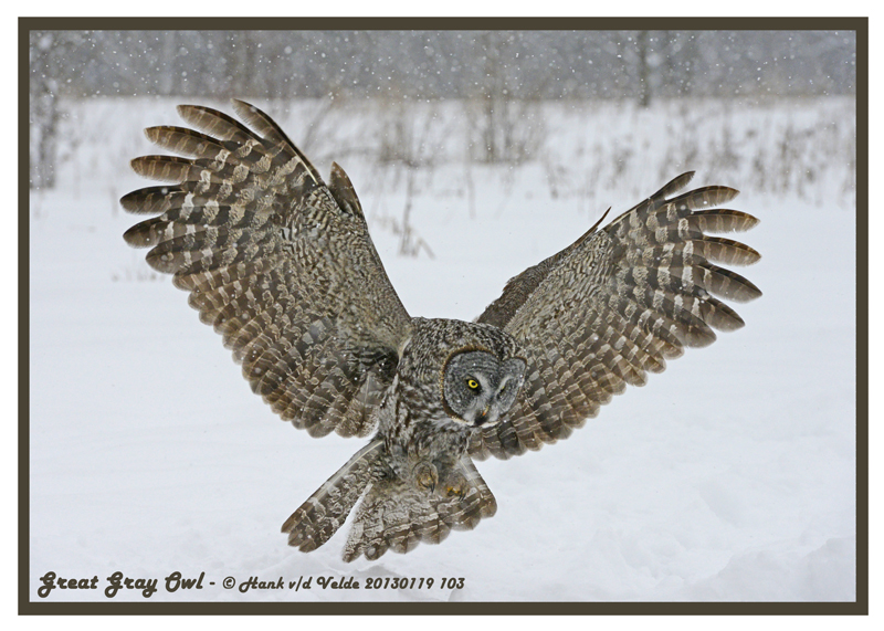 20130119 103 SERIES -  Great Gray Owl2.jpg