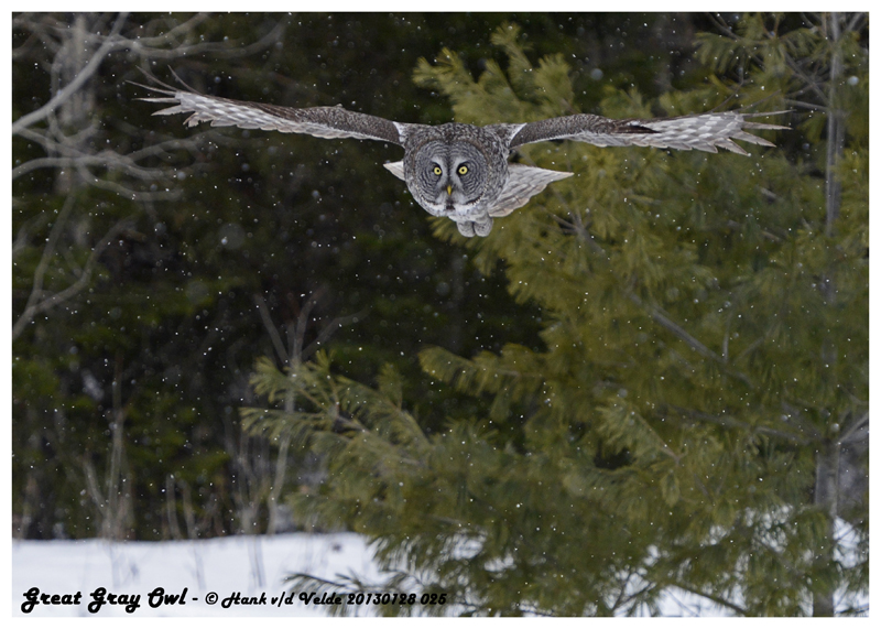 20130128 025 SERIES - Great Gray Owl.jpg