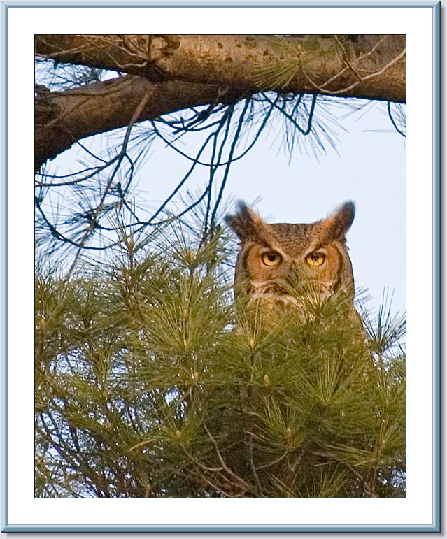 05 08 2005 - 0021 Great Horned Owl