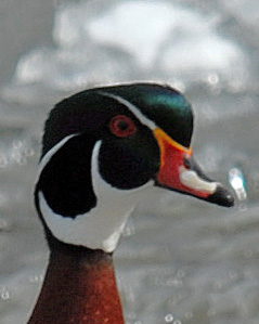 20070405 024 Wood Duck (male)