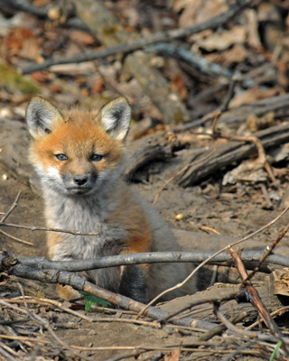 20070425-1 041 Red Fox Pup