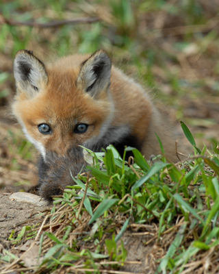 20070425-1 130 Red Fox