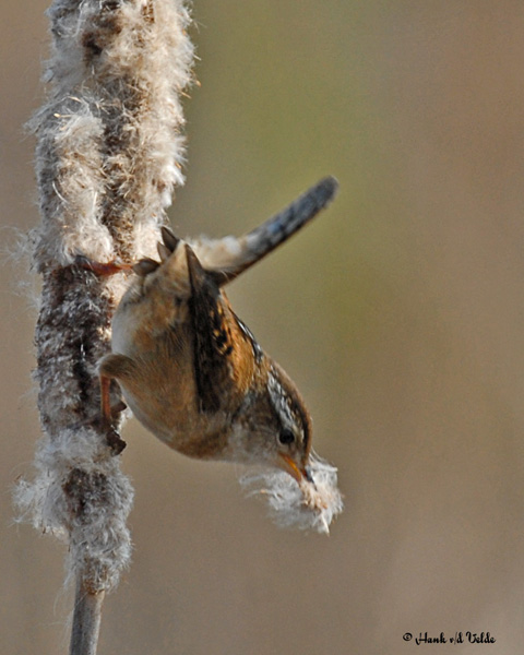 20070523-1 136 Marsh Wren