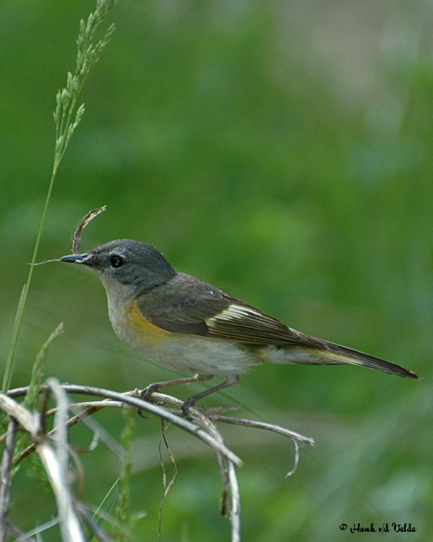 20070527-2 044 American Redstart (female)