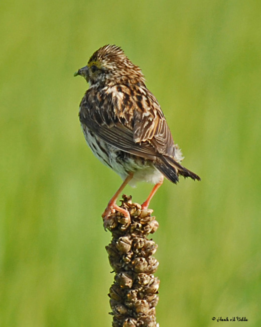 20070607-1 014 Savannah Sparrow
