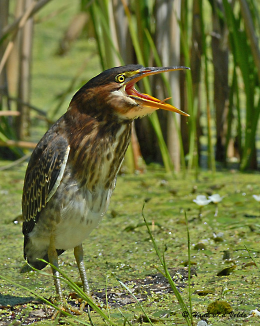 20070717 218 Green Heron, Juvenile .jpg