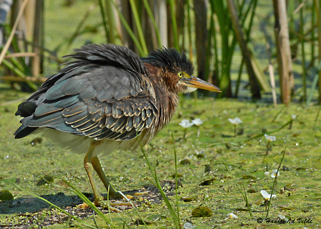 20070717 283 Green Heron, Juvenile .jpg