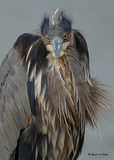 20071015 053 Great Blue Heron.jpg