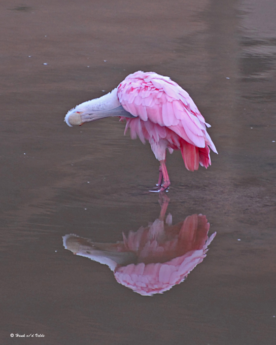 20080228 Roseate Spoonbill - Mexico 3 095.jpg