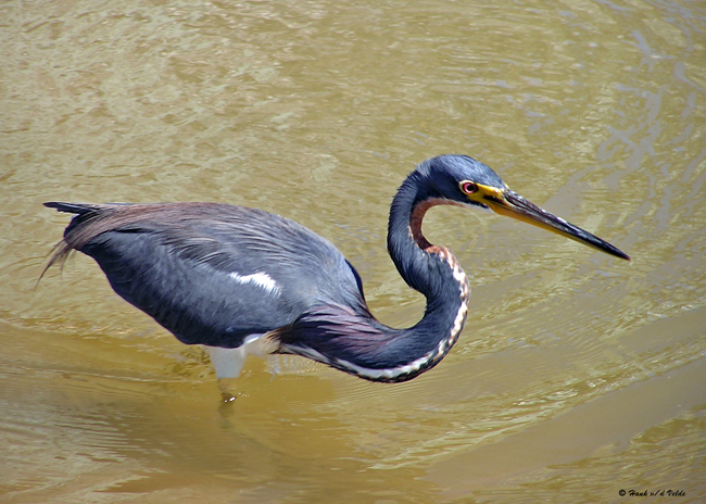 20080309 023 Tricolor Heron - Mexico.jpg