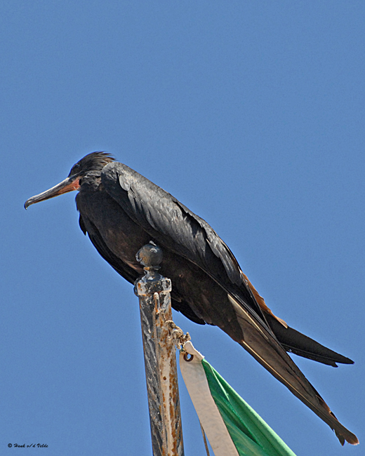 20080223  Mag Frigatebird (male) - Mexico 1.jpg