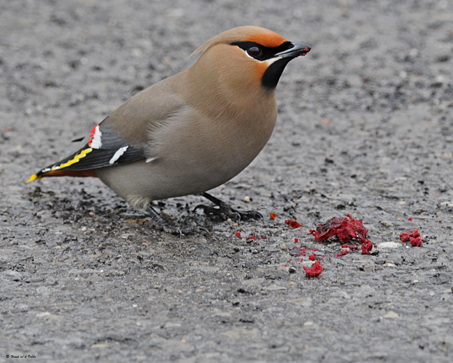 20080401 147 Boh Waxwing.jpg