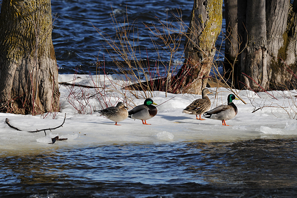 20080407 004 Mallards.jpg