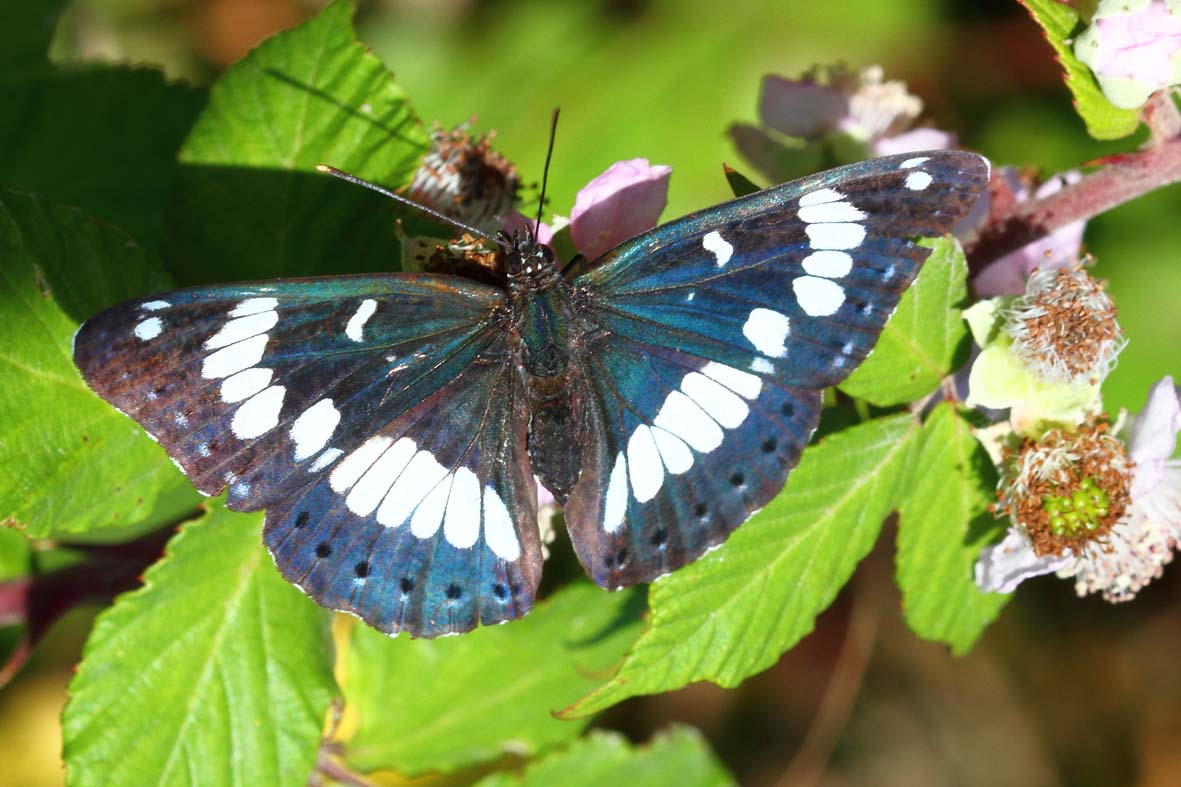 papillon_0033w.jpg