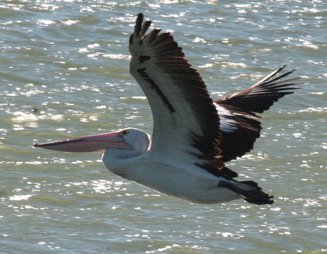 free as a bird