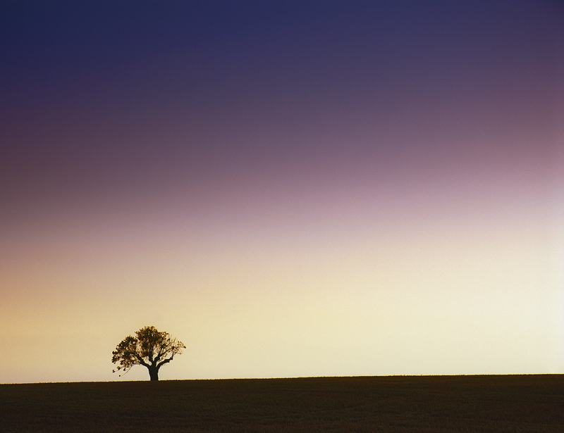 Lonesome Oak
