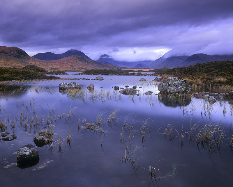 Purple Rannoch