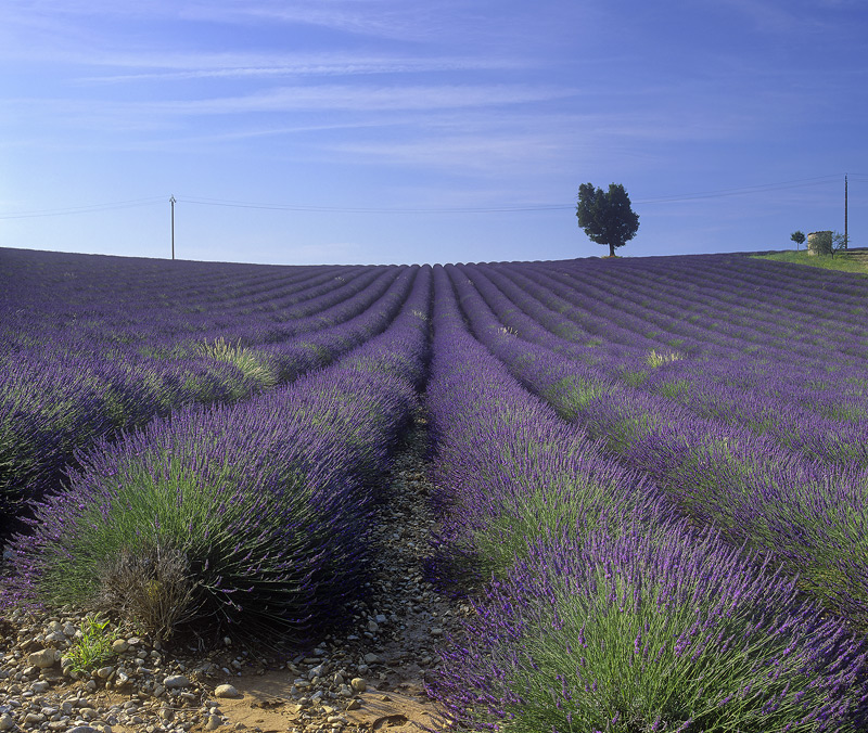 Lavender Art