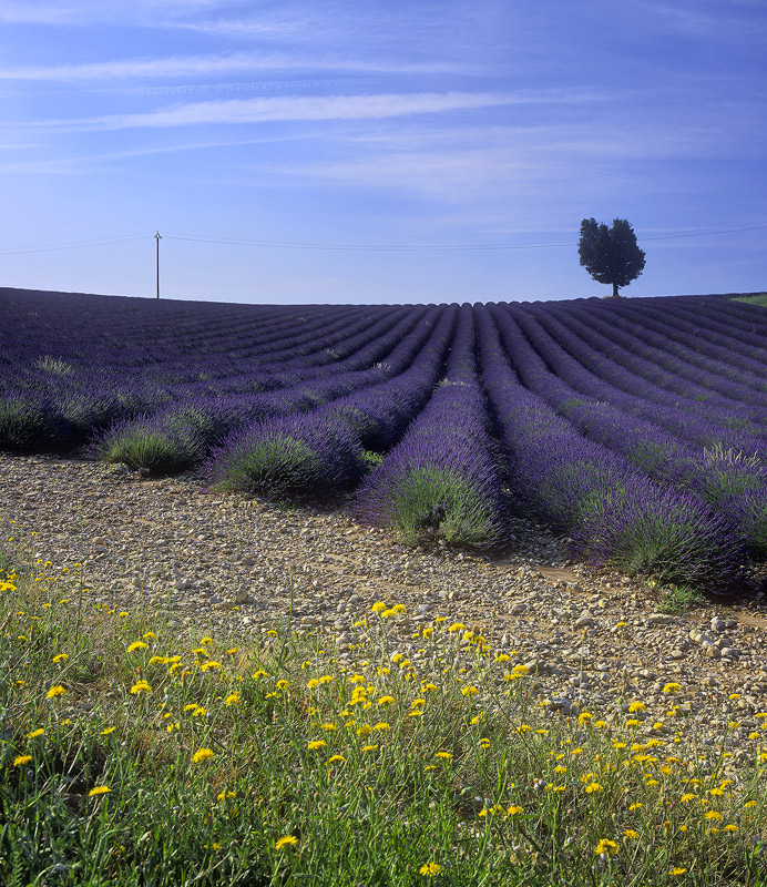 Lavender Design