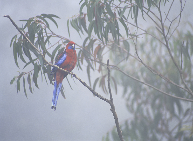 Parrot In The Mist