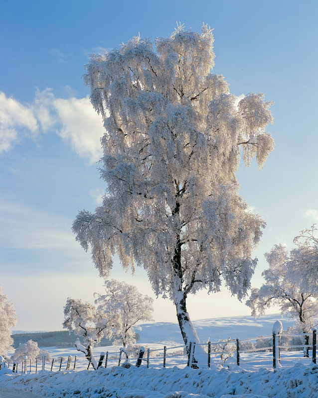 Hoary Birch