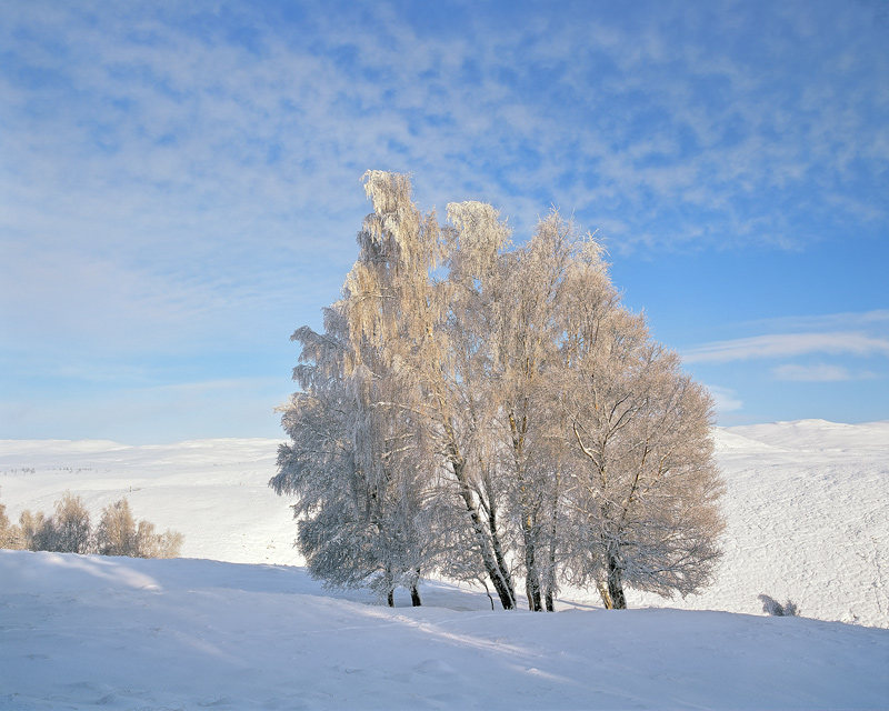 Dava Birch Copse