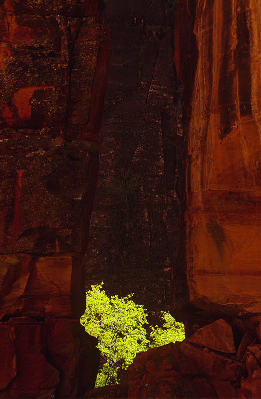 A Glimpse of Green